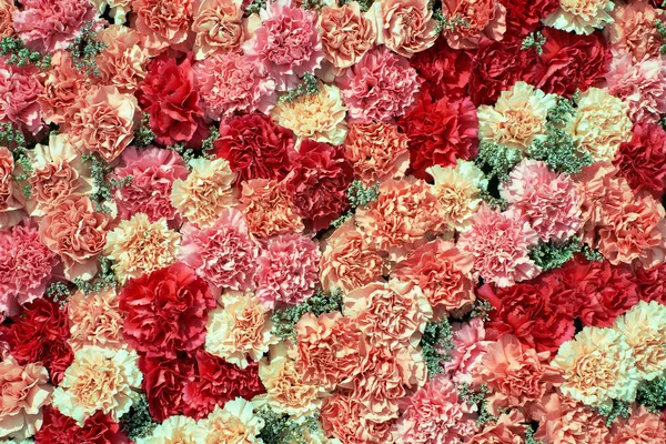 Cravo Colorido Flores Fundo Vista Cima — Fotografia de Stock