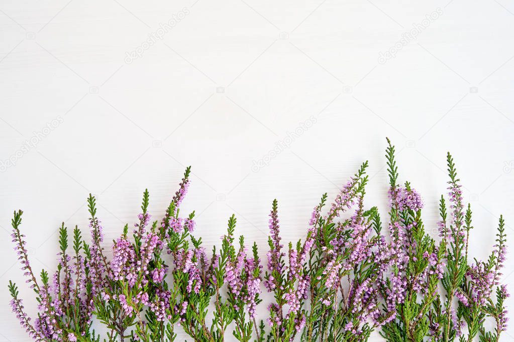 Border of common heather on white wooden background. Copy space, top view.