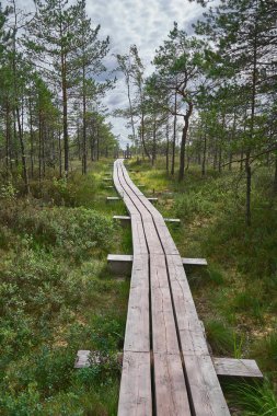 Yükseltilmiş bataklık. Ormanın içinde tahta yol. Kemeri Milli Parkı. Letonya. Yaz. Bulutlu güneşli gün