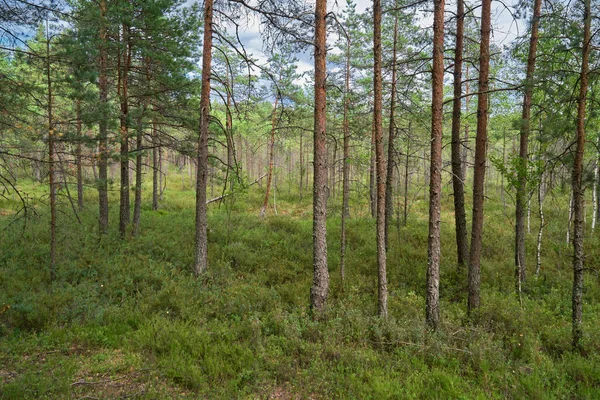 Scena Lasu Sosnowego Park Narodowy Kemeri Łotwa — Zdjęcie stockowe