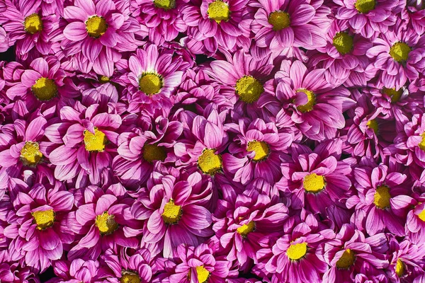 Beautiful pink flowers background. Hrysanthemum flowers. Top view. Holiday background