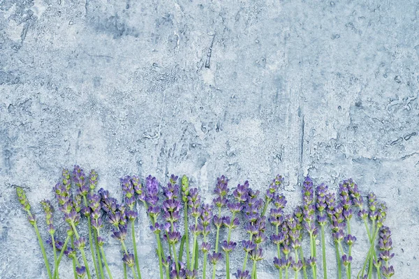 Flores Lavanda Fundo Azul Espaço Cópia Vista Superior Fundo Verão — Fotografia de Stock