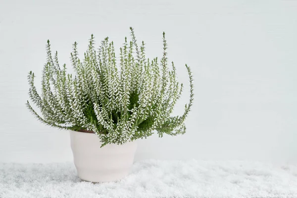 Calluna Vulgaris Blanca Flores Comunes Brezo Maceta Blanca Sobre Fondo —  Fotos de Stock