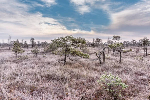 Mroźny Poranek Podniesionej Bog Krajobraz Zamarzłych Roślin Szron Kemeri Park — Zdjęcie stockowe