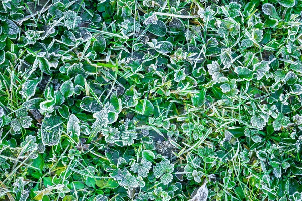 Hoarfrost on grass in autumn morning. Frozen grass background and texture. Top view