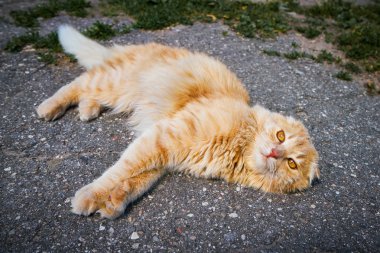Asfalt üzerinde yalan evsiz kırmızı tekir kedi. Görünümü en çok, uzay kopyalayın. Evsiz hayvan.