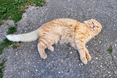 Evsiz kırmızı tekir kedi asfalt üzerinde yalan ve kameraya benziyor. Görünümü en çok, uzay kopyalayın. Yaz