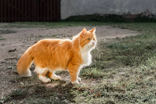 Gato Gengibre Sombrio Com Olhos Verdes Andando Quintal Espaço Cópia — Fotografia de Stock