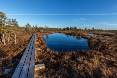 Yükseltilmiş bataklık tahta yol. Letonya kemeri Milli Parkı. Yaz.