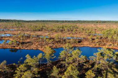 Havadan görünümü güneşli yükseltilmiş bataklık üzerinde. Letonya kemeri Milli Parkı. Yaz.