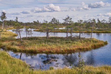 Yükseltilmiş bataklık. Letonya kemeri Milli Parkı. Ada ve göl yansımaları ile görüntüleyin. Yaz.