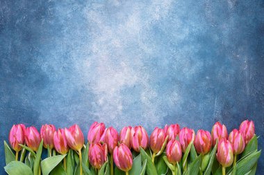 Pembe lale mavi arka plan üzerinde kenarlık. Alan, üstten görünüm kopyalayın. Düz Dünya Kadınlar günü, Doğum günü, anneler günü kavramı yatıyordu.