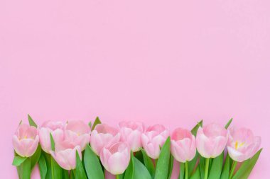 Pembe Lale pembe arka plan üzerinde kenarlık. Alan, üstten görünüm kopyalayın. Tatil arka plan. Düz Dünya Kadınlar Günü, Sevgililer günü, doğum günü, anneler günü kavramı yatıyordu.