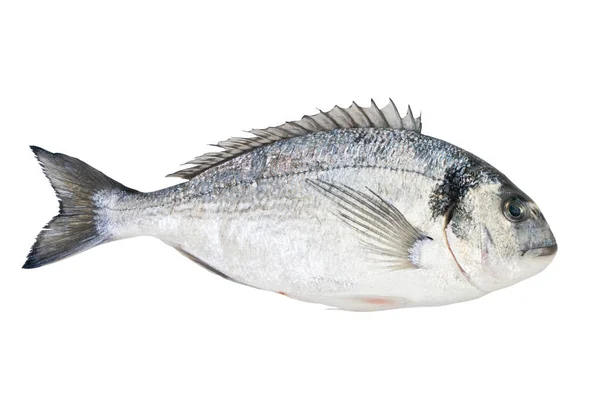 Τσιπούρα ψάρι απομονωθεί σε λευκό φόντο. — Φωτογραφία Αρχείου
