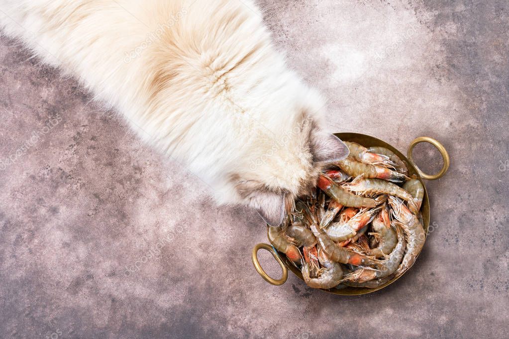 Fluffy white cat eats shrimp. Top view, copy space