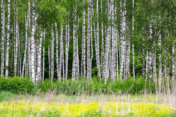 Birch grove on a sunny summer day. — Stock Photo, Image