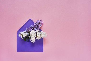 Pembe pastel üzerine mor zarf içinde beyaz ve mor leylak çiçekleri.