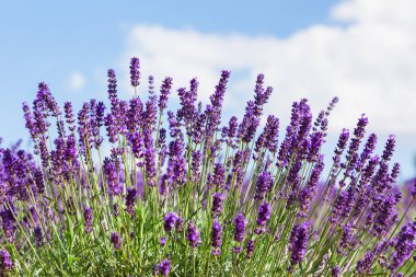 Lavanta çiçeğine, güzel lavanta çiçeğine