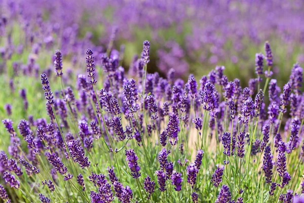 Soft focus on lavender flower, beautiful lavender flower