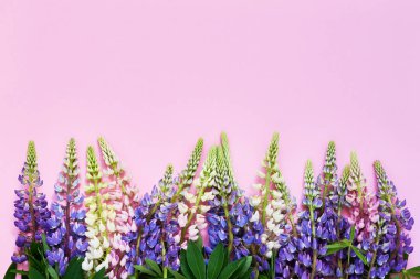 Pembe arka planda renkli Lupine çiçekler Buket. Üstteki görünüm, kopya alanı.