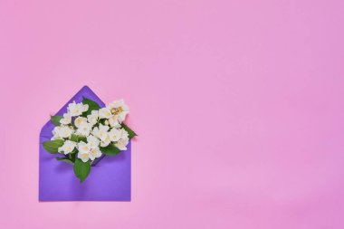 Pembe pastel arka planda menekşe zarf içinde Philadelphia veya Mock-Orange çiçekler. Doğum günü, anneler günü, bekarlığa veda konsepti. Kopya alanı, üst görünüm.