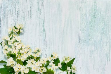 Mavi arka planda Jasmine, Philadelphia veya Mock-Orange çiçekler.