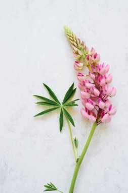 Beyaz Marmor arka planda pembe Lupine çiçek. Üst görünüm, kopya SP