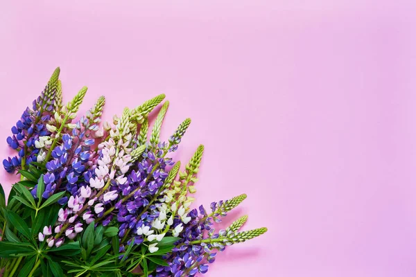 Pembe arka planda renkli Lupine çiçekler Buket. Üstteki görünüm, kopya alanı. — Stok fotoğraf