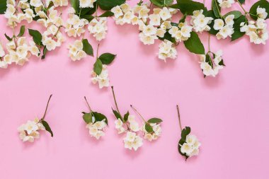 Yasemin, Philadelphus veya pembe arka plan üzerinde sahte turuncu çiçekler sınır. Tebrik kartı, kopyalama alanı