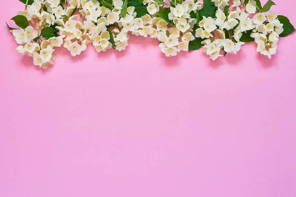 Jasmine, Philadelphus or mock-orange flowers border on pink background. Greeting card, copy space