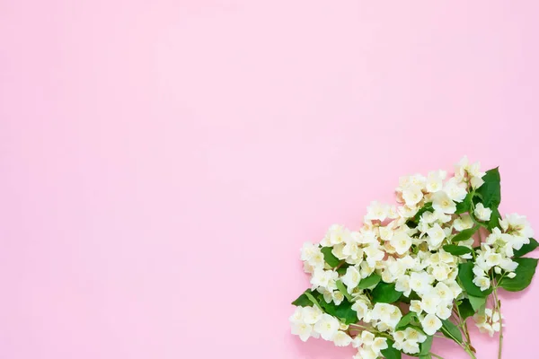 Ramo de flores jazmín, filadelfo o naranja sobre fondo rosa. Vista superior, espacio de copia — Foto de Stock