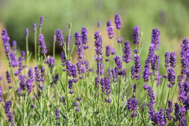 Lavanta çiçeğine, güzel lavanta çiçeğine