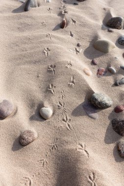 Güneşli bir günde ayak kum plajı üzerinde kuşlar.