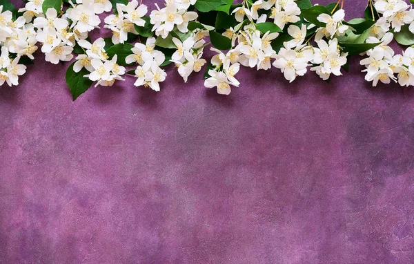 Jasmin, Philadelphus oder orangefarbene Blüten grenzen an violetten Hintergrund. Kopierraum, Draufsicht. Grußkarte. — Stockfoto