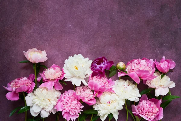 Hintergrund mit weißen und rosa Pfingstrosen. Flache Lagen für Einladungen — Stockfoto
