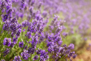 Lavanta çiçeğine, güzel lavanta çiçeğine