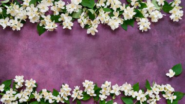 Yasemin, Philadelphus veya sahte turuncu çiçekler sınır menekşe arka plan üzerinde. Kopya alanı, üst görünüm. Tebrik kartı.