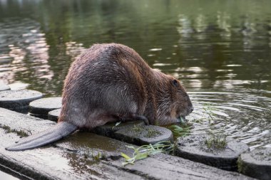 Big beaver in a river gnawing on a branch. Latvia, Riga clipart