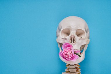 Mavi arka plan üzerinde diş pembe şakayık çiçek ile Insan kafatası. 