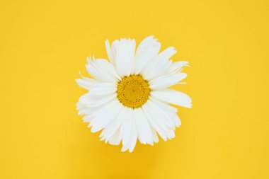 Sarı arka planda beyaz papatya çiçeği. Kopya alanı, üst görünüm