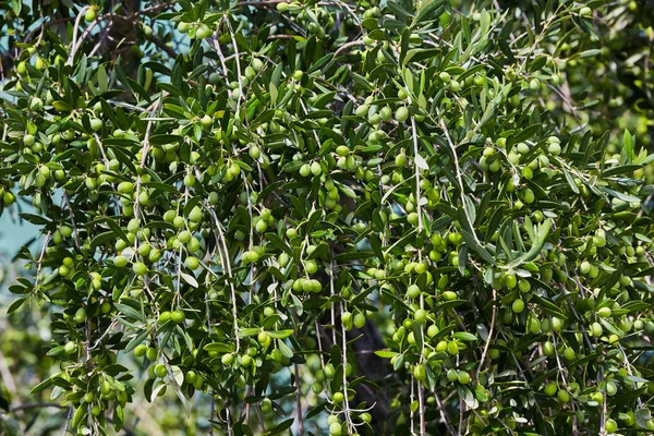 Ramas de olivos. Aceitunas verdes en las ramas de los árboles. Fondo natural . — Foto de Stock