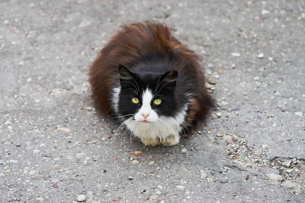 Gato preto sem-teto sentado no asfalto e olha para a câmera. Espaço de cópia — Fotografia de Stock