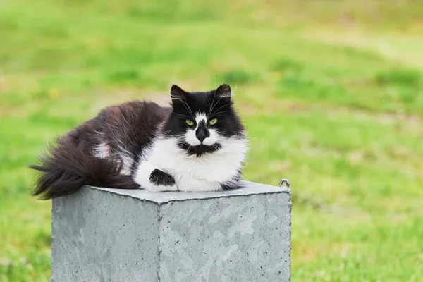 Gato preto sem-teto olha para a câmera. Espaço de cópia — Fotografia de Stock