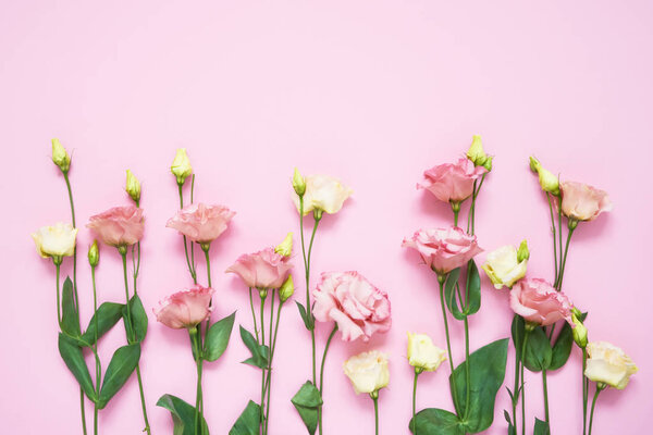 Pink and white eustoma flowers on pink background. Copy space, top view.  Flat lay of International Women's Day, Birthday, Mothers Day concept. 