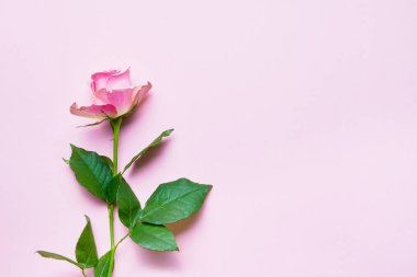 Pembe arka planda pembe gül çiçeği. Uzayı kopyala, düz yat. Tebrik kartı, tatil geçmişi.