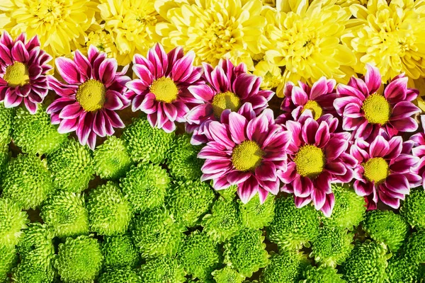 Барвистий осінній фон з квітами. Килим з різнокольорових квітів. Вид зверху. Свято фону — стокове фото