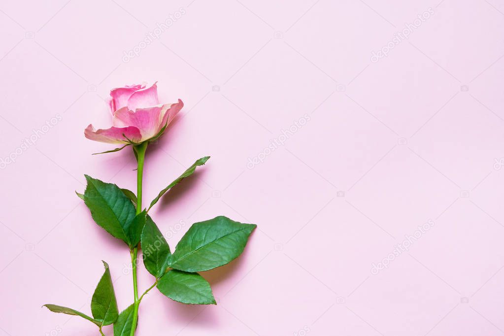 Pink rose flower on pink background. Copy space, flat lay. Greeting card, holiday background.