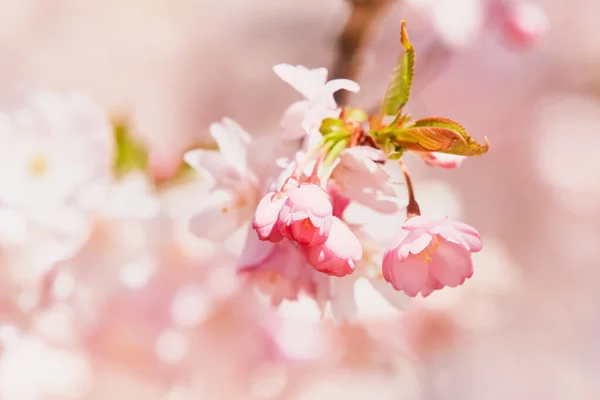 Pembe Kiraz Çiçeği Dalı Pembe Arka Planda Çiçek Açıyor Bahar — Stok fotoğraf