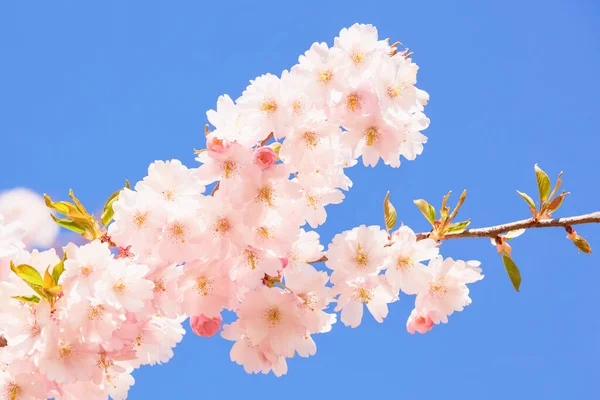 Bir Dal Çiçek Açan Pembe Sakura Mavi Gökyüzüne Karşı Açmakta — Stok fotoğraf