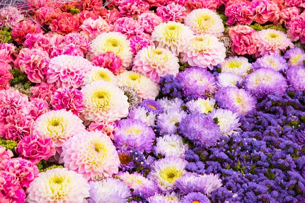 Vackra Höstblommor Bakgrund Färgglada Krysantemum Och Nejlikor Blommor Ovanifrån — Stockfoto